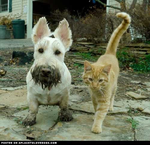 muddy white dog and cat Pet Friendly Living Room Furniture