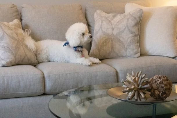 Sally the dog The Rockland Design Project Living and Dining room makeover