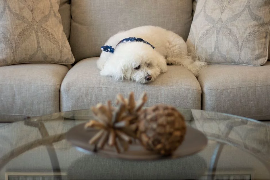 Sally the dog Rockland Design Project